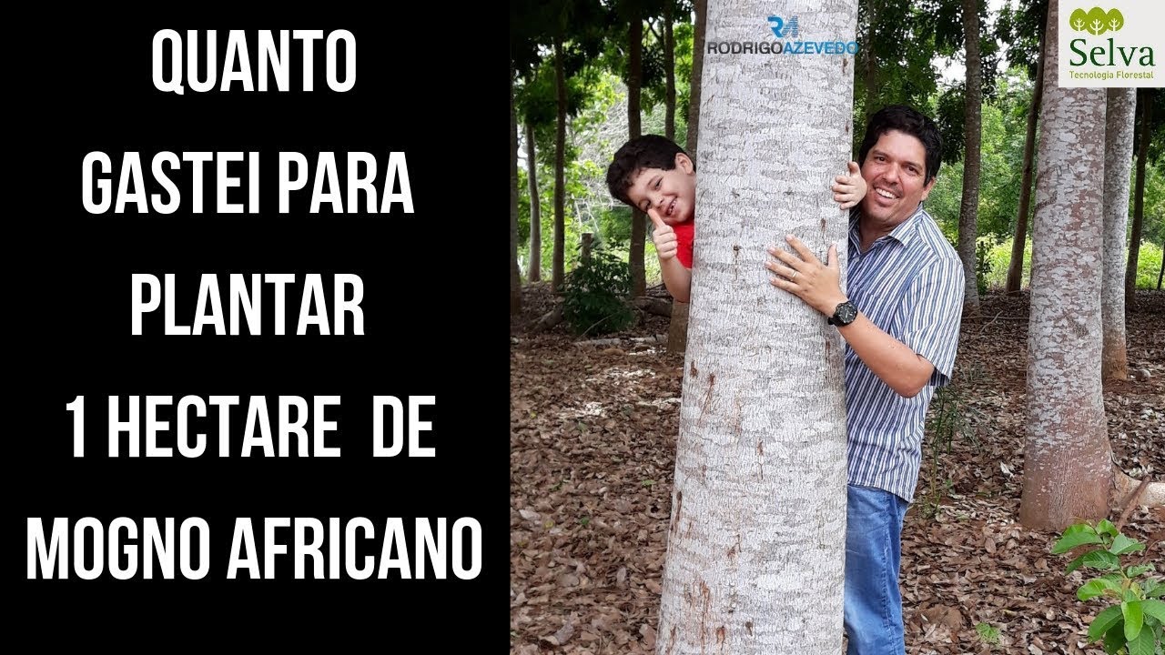 Quanto gastei para plantar 1 hectare de Mogno Africano.
