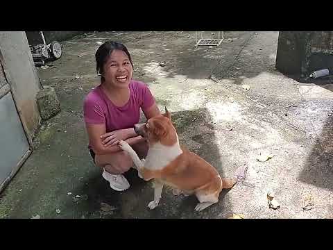 Marife over did it a little dogs come to the rescue