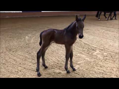 Global Foals | Sportfohlen Hengst | Diamant de Semilly × Cornet Obolensky