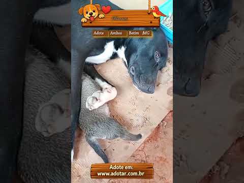 Vídeo de filhotes 
