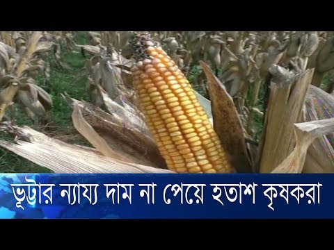 বাম্পার ফলনের পরও ভুট্টার ন্যায্য দাম না পেয়ে হতাশ কৃষকরা
