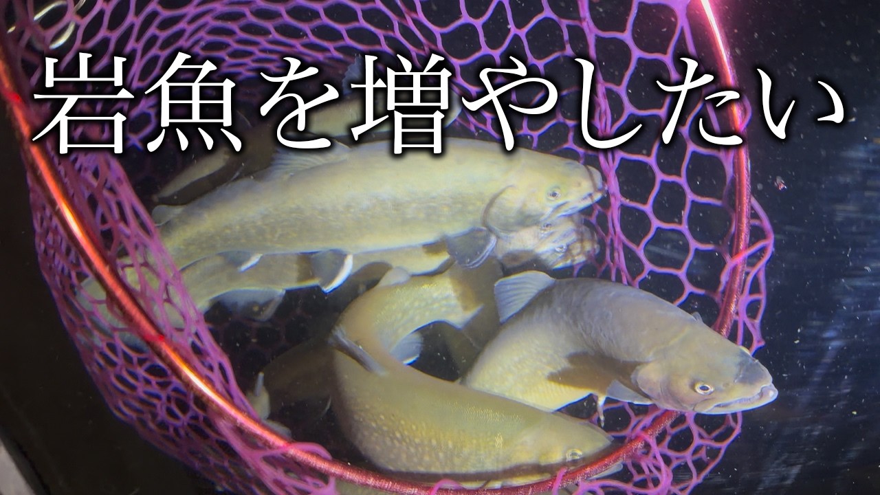 【岩魚を増やしたい】庭の池に一番好きなイワナを放流したい