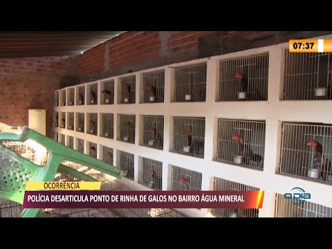 PoliÌcia desarticula ponto de rinha de galos no bairro AÌgua Mineral 13 08 2021