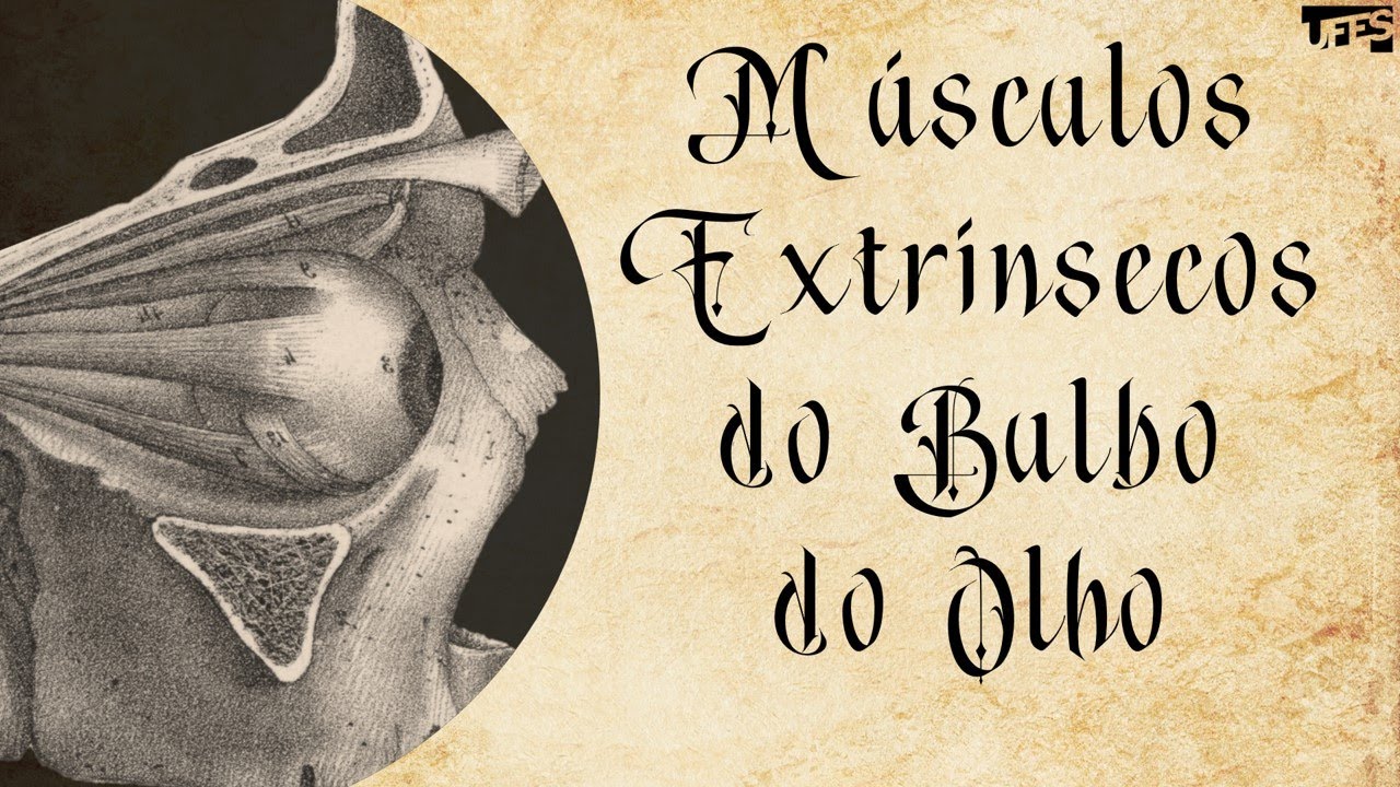 Músculos Extrínsecos do Bulbo do Olho (Eye Extrinsic Muscles) | Prof.Eduardo Beber - Anatomia/UFES