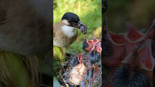 Download lagu The mother bird picked a fruit for her child! #birds #nest #storybird #thebirds mp3 Download lagu The mother bird picked a fruit for her child! #birds #nest #storybird #thebirds mp3