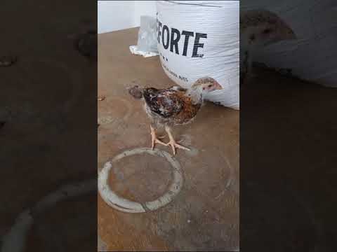 ESSE É  CAIPIRA CAIPIRÃO COM MISTURA DE INDIANO