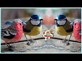 Birds making | News paper Birds diy idea | best of waste | Arush  Diy craft Ideas