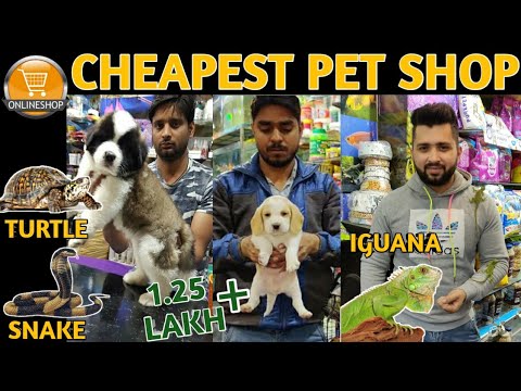 Cheapest Dog & Pet Shop||Buy Pets Online|| Vikas Pet Shop||Dogs,Cats,Iguana,Snake