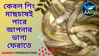 শিং মাছ চাষ