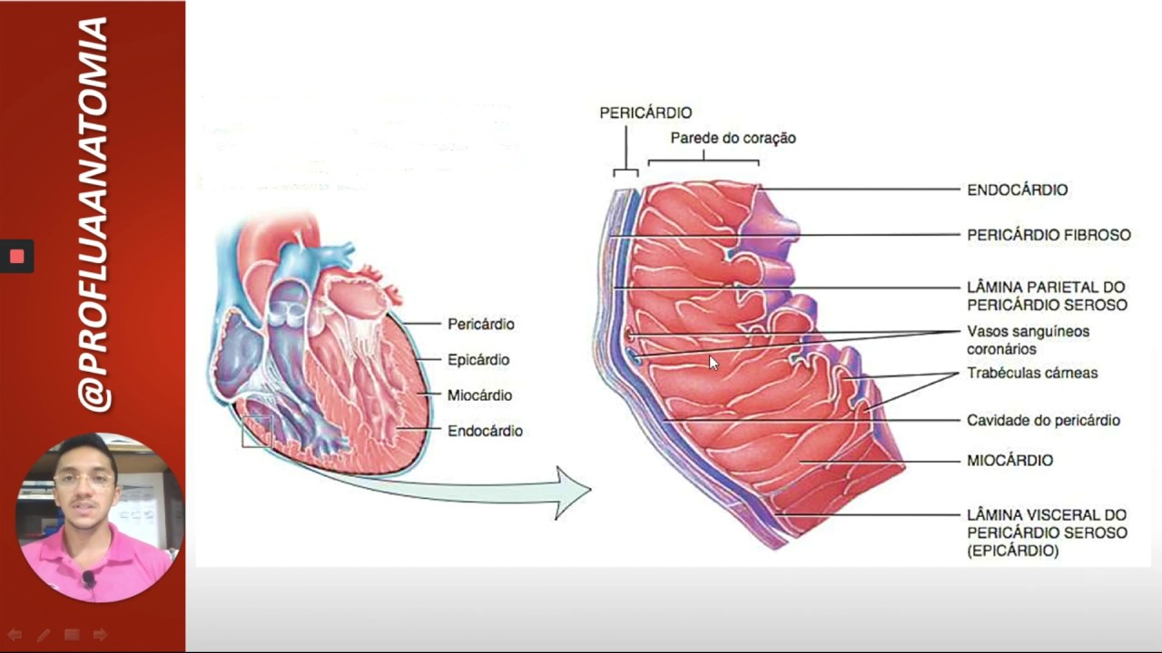 Anatomia do Sistema Cardiovascular - Coração (parte II - Pericárdio e Camadas da Parede do Coração