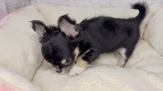 チワワ(ロング)の動画01