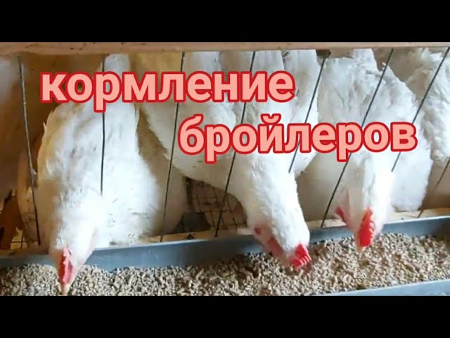Сколько нужно кормить бройлеров ростом. Солнечный дворик про бройлеров. Корм рост курица Южная корона.