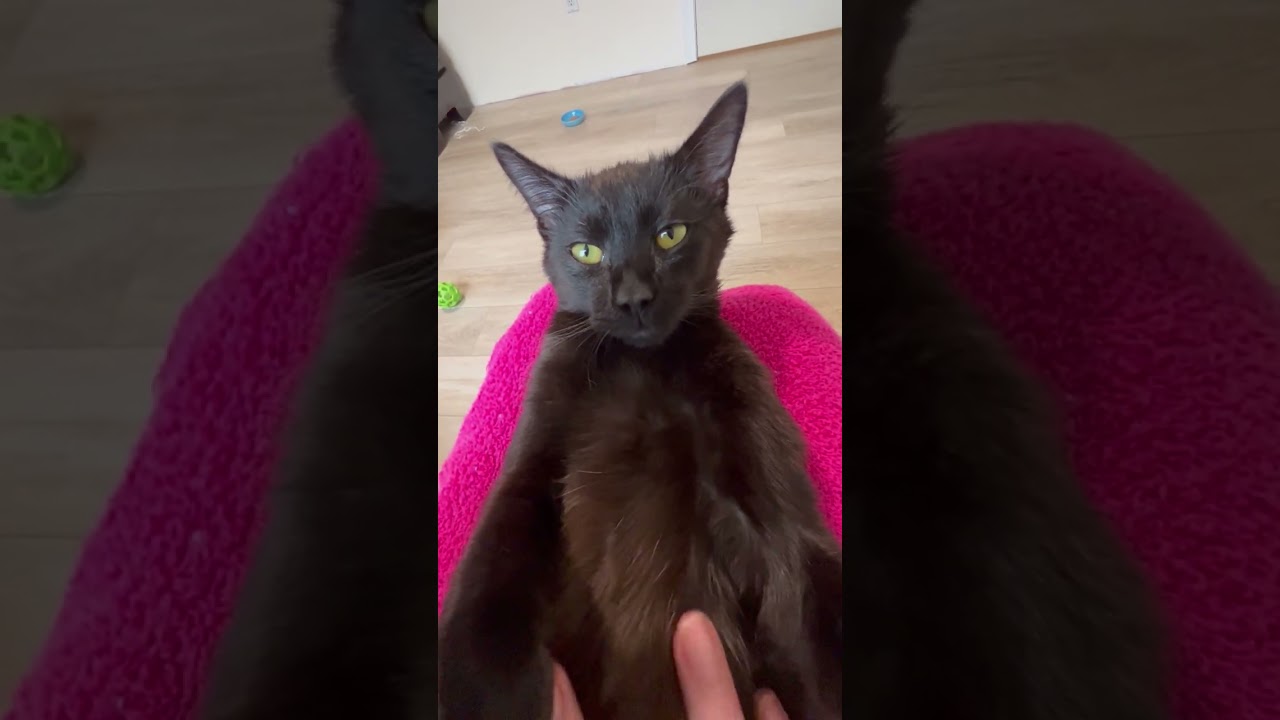 Blaze has the Best Video!, a Adoptable Domestic Short Hair in Eagle Point, OR video 6/6