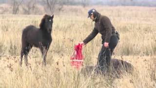 FOUR PAWS heroes: How a wild horse thanks its savi