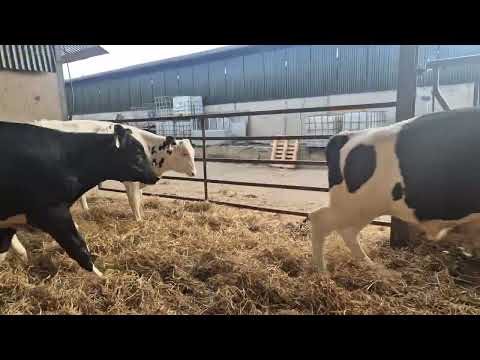8 Cattle for Grass 🌱 - Image 2