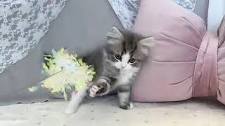 スコティッシュストレートの動画01