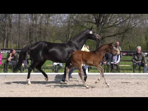 Nr 14 Borsalino Hohenstein