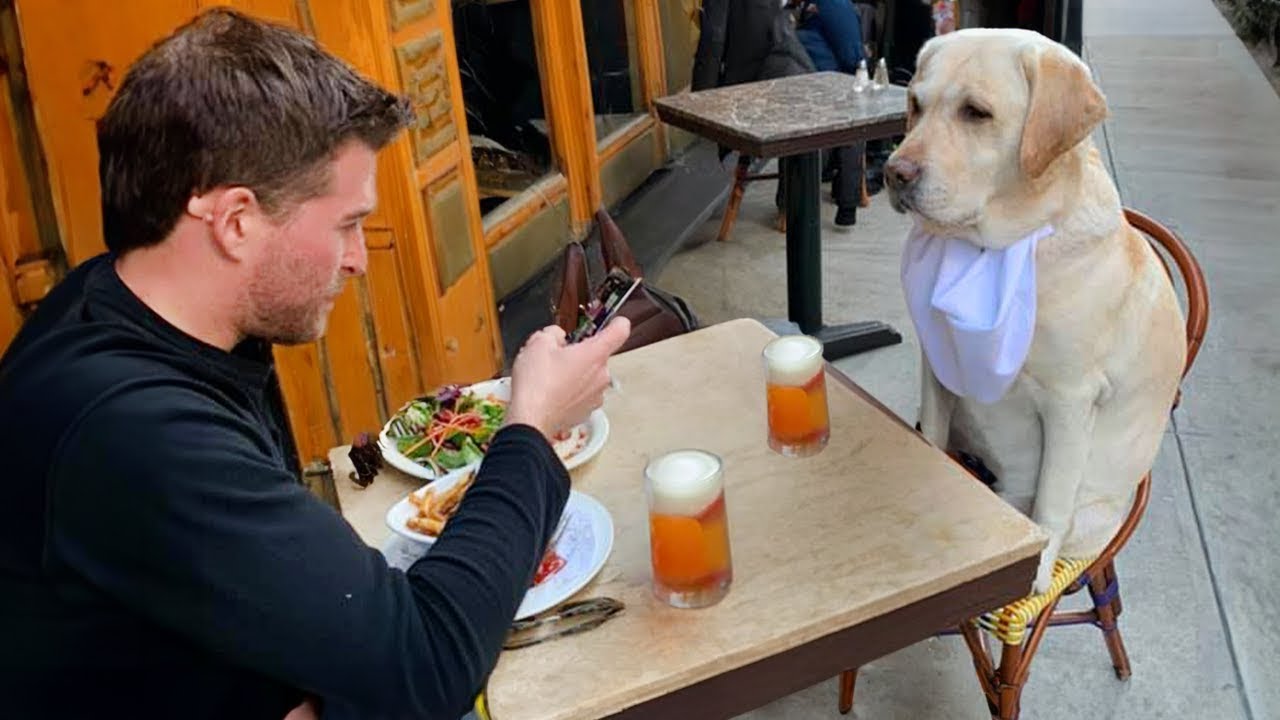 20 Momentos Más Divertidos Entre Perros y Dueños del Año 😂