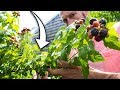 How to Prune Raspberries for BIGGER Harvests!
