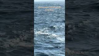 Dolphins off deck 7! #cruise #cruisenorwegian #dolphins