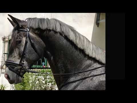 ‼️Impressive Lusitano with 4yo and 1.69.‼️ 🔝 selection for dressage... The academy is always in mov