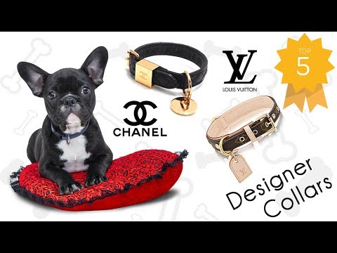 Buy Chanel Dog Online In India -  India