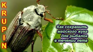 Щука когда и где ловить майских жуков