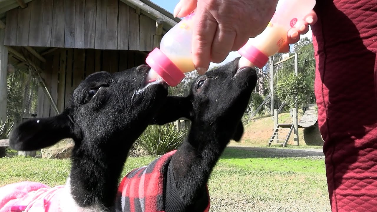 Miniatura do YouTube