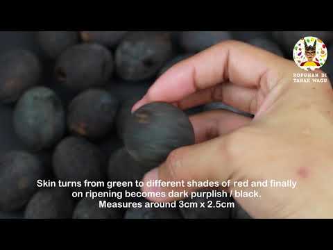 Exotic fruit from Sabah the Bahab