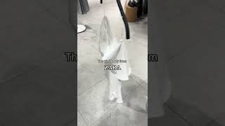 Download lagu Zara body! #zara #mango #hm #outfitinspo #outfitinspiration #elegantstyleofficial #style #fashion mp3