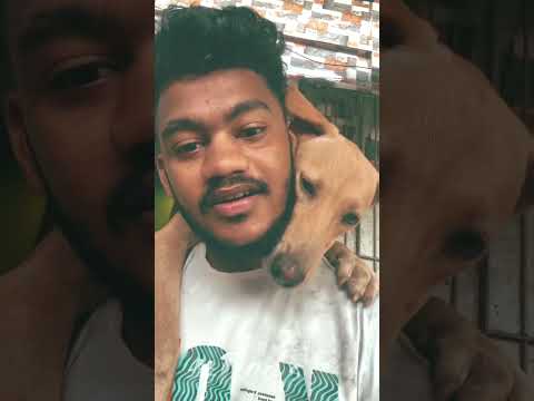 Tobu is Emotional 😔#dog #doglover #dogs #doglovers #emotional #today #viral #trending #youtubeshorts