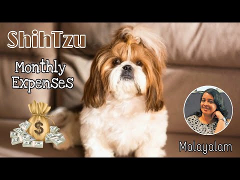 💰ShihTzu's Monthly Expenses - Food,Healthcare & Maintenance || Malayalam || Pavi's Pawdcast 🐾