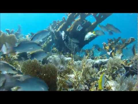 Key Largo Reef- Diving and Snorkeling- Summer 2012