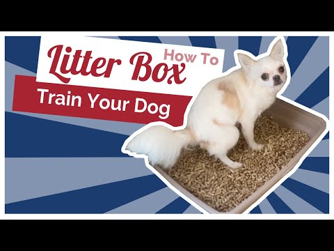 How to Litter Box Train Puppies and Dogs