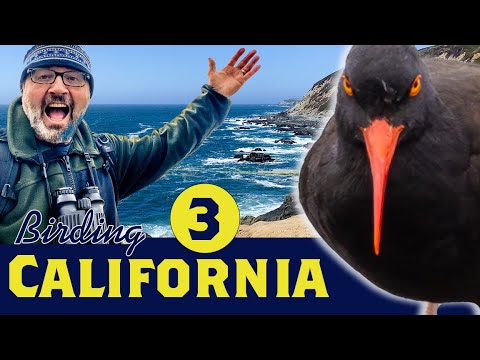 Birding CALIFORNIA Coast –Bodega Head Point Reyes Part 3 | The ...
