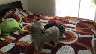 Felices los cuatro . Orquesta de perros 🐶😧😧