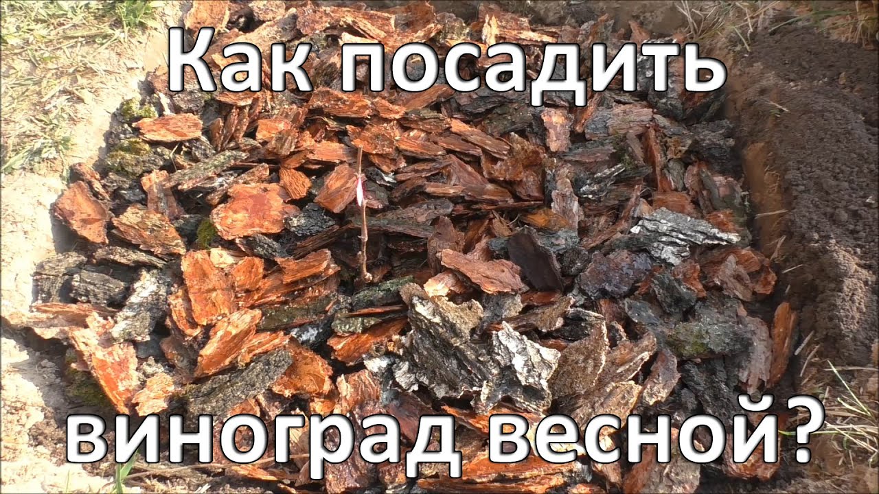 Посадка винограда весной