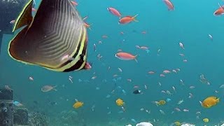 preview picture of video 'Bali Diving, Tulamben - Best Video / Дайвинг Бали, Туламбен'