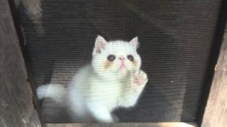 Cute kitten Snowball playing with screen door