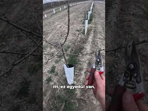 Metszési tippek: melyik ágat vágjuk le és miért? videó