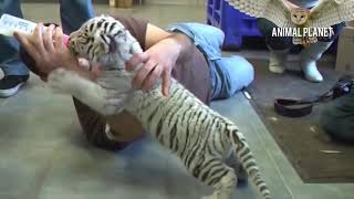 funny and cute baby animals#1