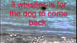 Starting and stopping your dog without hesitation