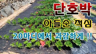 [텃밭농부.666]  단호박 아들순 적심하기.#단호박재배#단호박아들순자르기#단호박굵고크게키우기