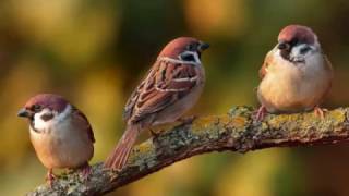 Song for the Little Sparrow - Abel Korzeniowski