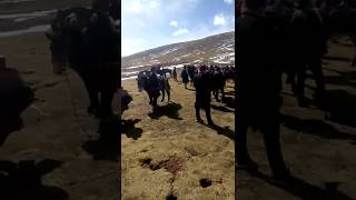 The Handsome Horsemen Of Tibet