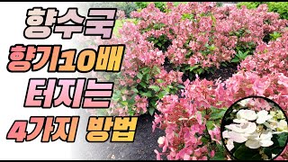 향수국 향기 10배 터지는 4가지 방법