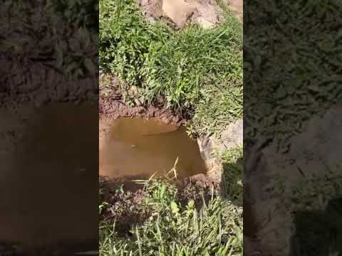 A NATUREZA DE JUQUITIBA PEDE SOCORRO ESTRADA VELHA DE JUQUITIBA