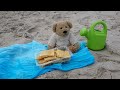 Que mange ce joli petit ours? J'attends vos réponses. Merci de lancer la vidéo.
