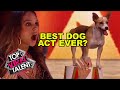 Is THIS The BEST DOG ACT EVER
