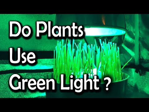 download lagu mp3 mp4 Green Light For Plants, download lagu Green Light For Plants gratis, unduh video klip Green Light For Plants